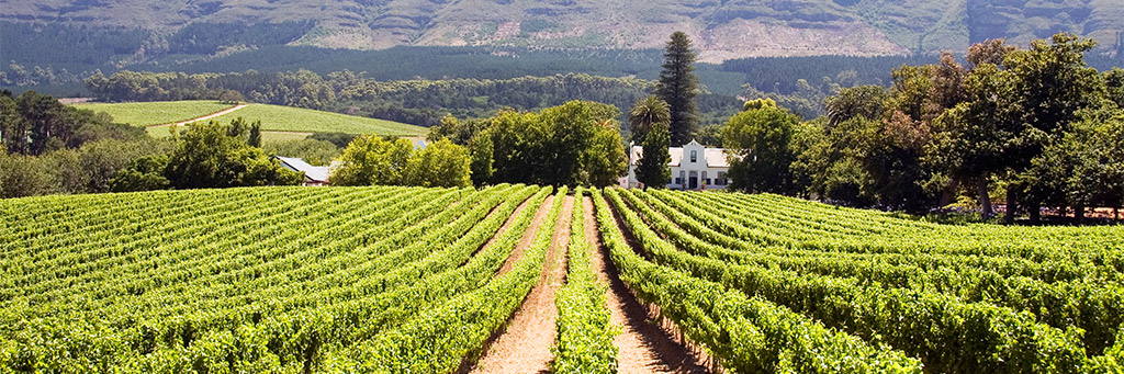 Rusthuiz Guest House - Stellenbosch