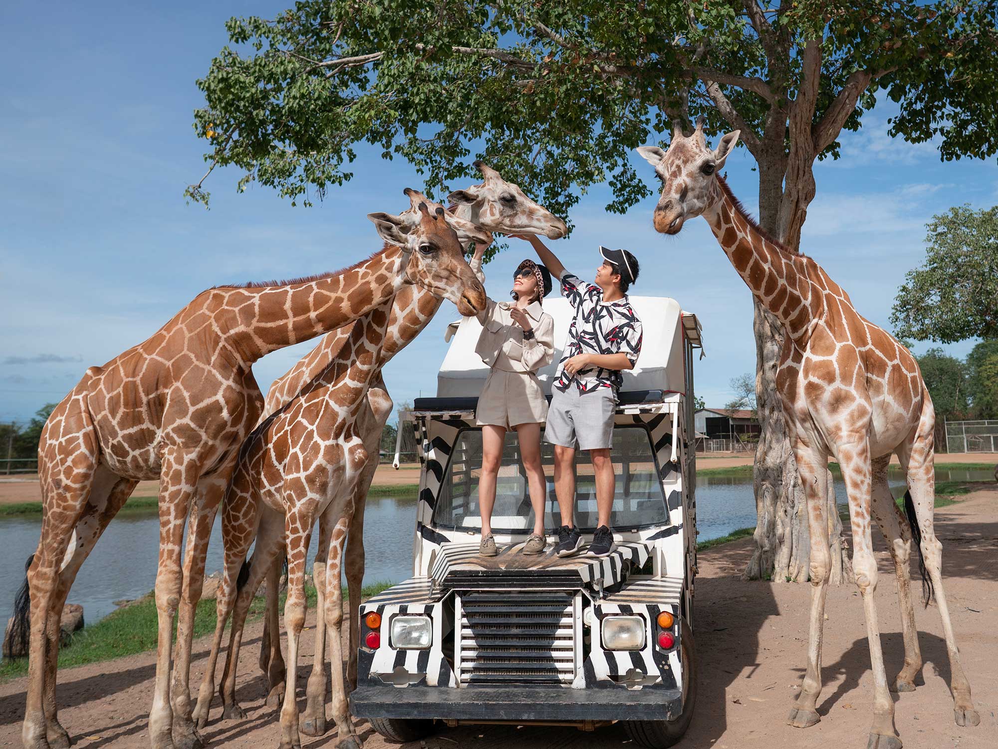 Romance et Safari en Afrique du Sud