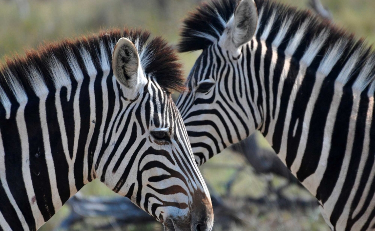 Le parc Kruger