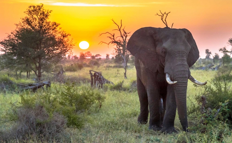 Dernier safari avant Johannesburg 