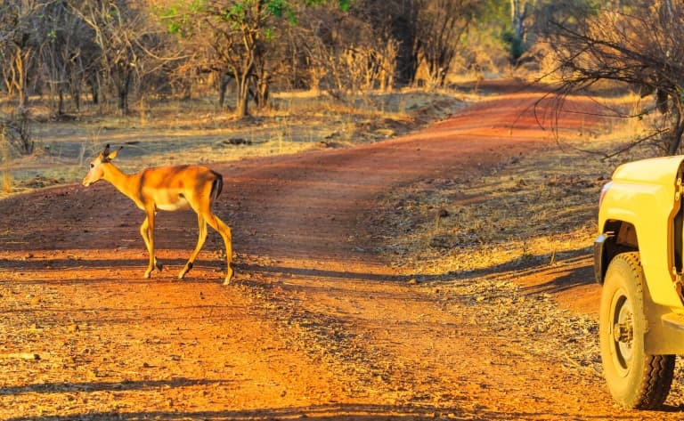 Safari guidé en 4x4 au Kruger