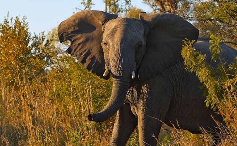 Sur les pas des animaux dans le fameux Parc Kruger
