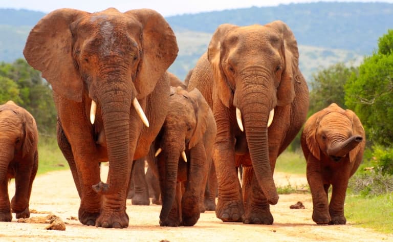 La vie des éléphants